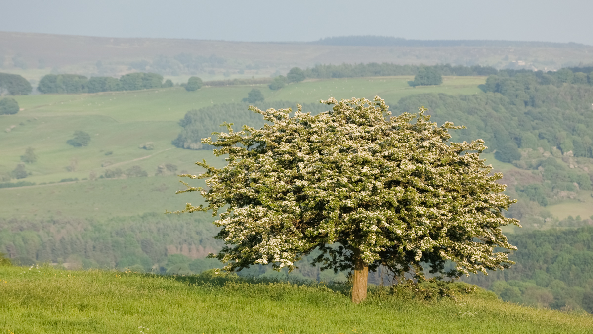 Image of a hawthorne tree in blossom