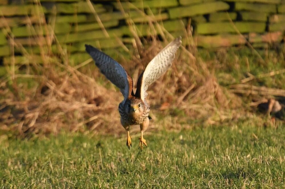 Image of a kestrel in flight, flying towards the viewer and low down with a blurred out wall/bracken in the background