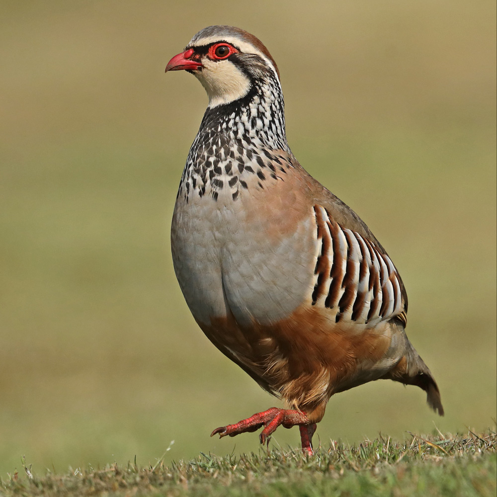 Image of a reddish brown bird, with a red beak, red coloration around its eye, white throat and black speckled neck. it's lifting one foot as it walks on a grassy meadow, with most of the grass blurred out to give focus to the partridge